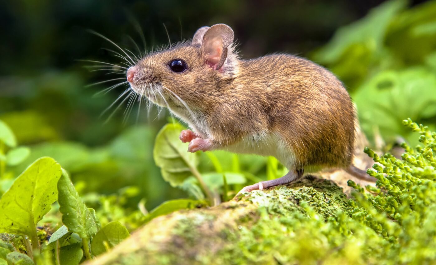 Rodents are reservoirs for dangerous fungal diseases