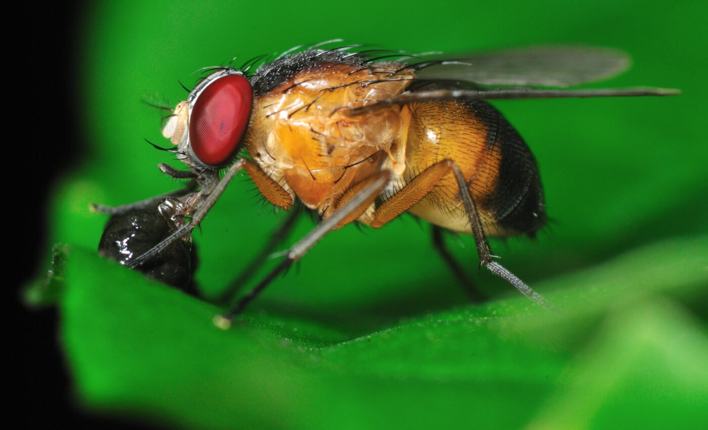 Scorned female fruit flies attack their sexual competitors
