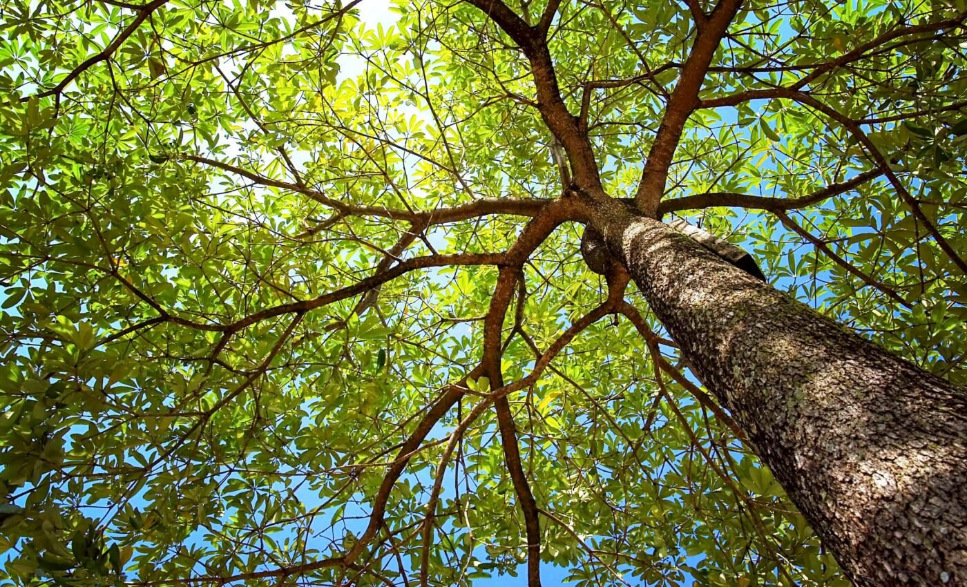 Trees are bulking up from increased carbon emissions