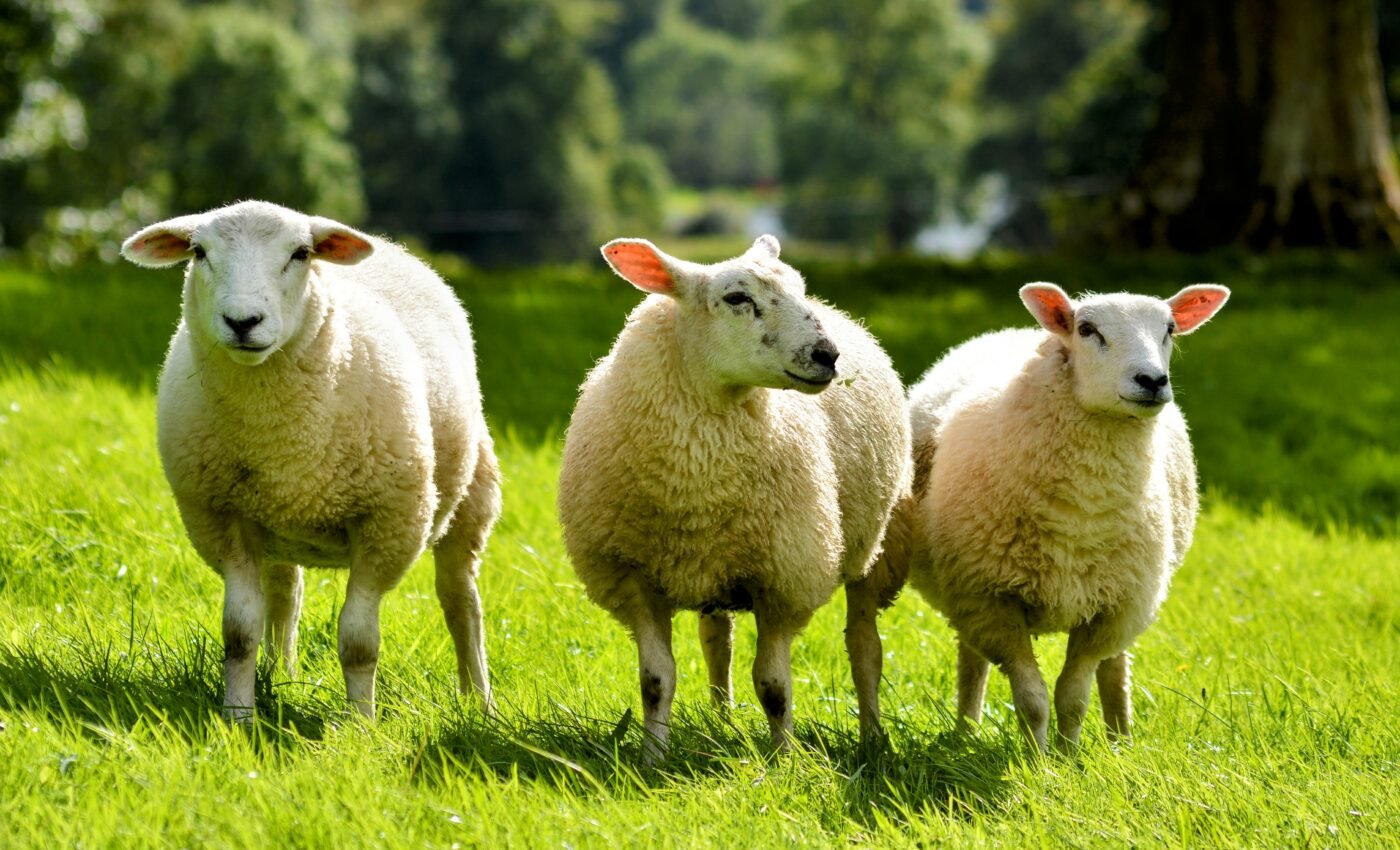 Genomics can help farm animals adapt to climate change