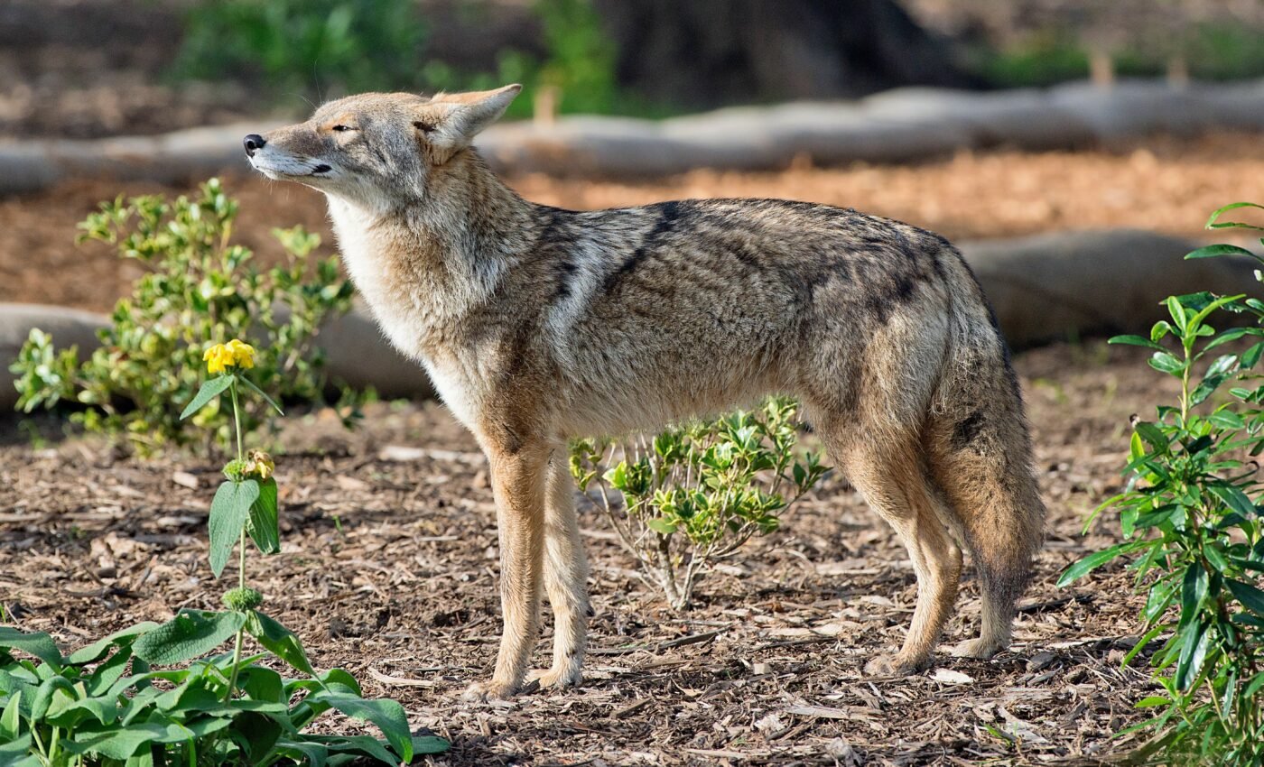 Urban coyotes do not rely on human food