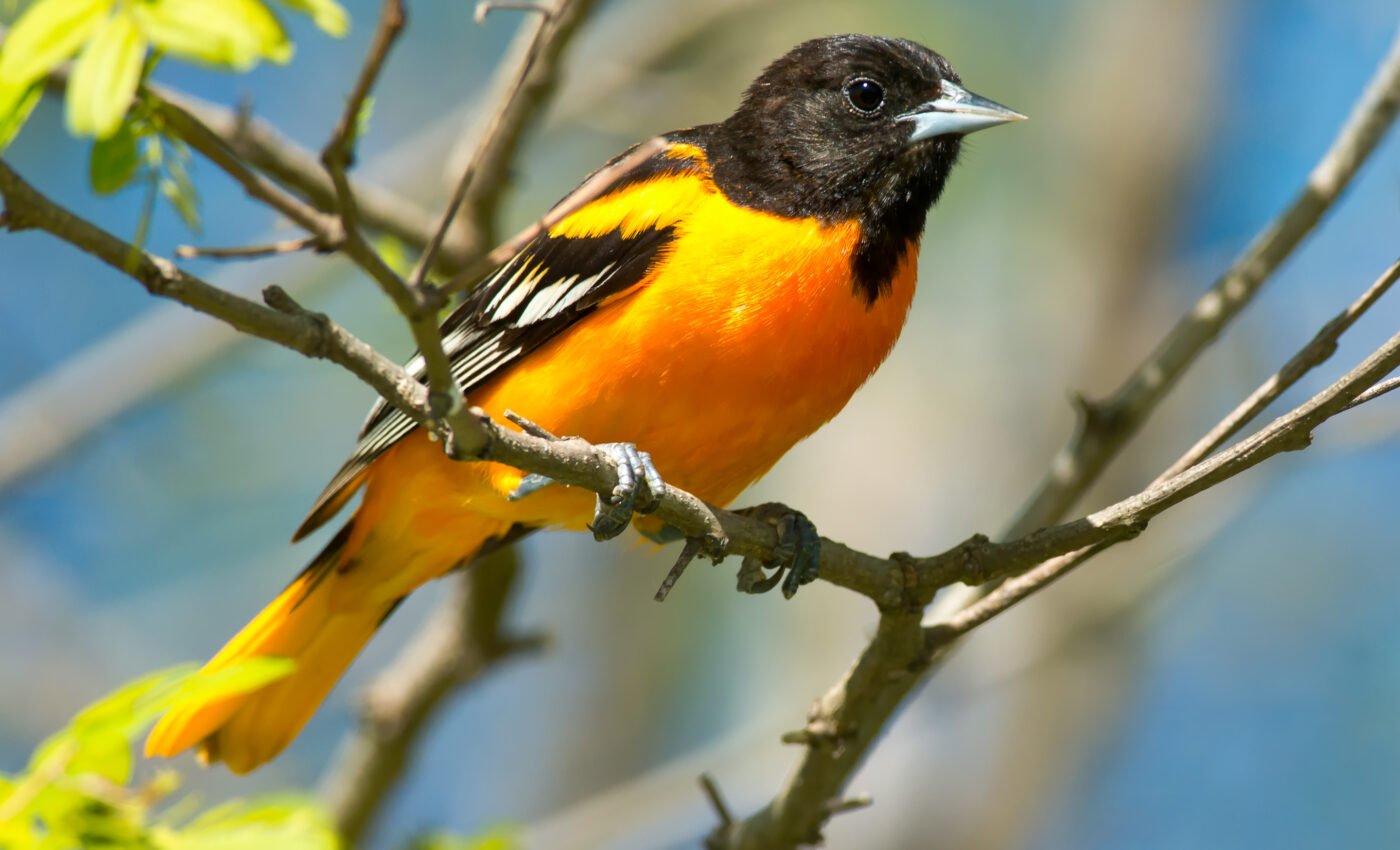 Half of the world’s bird species are now in decline