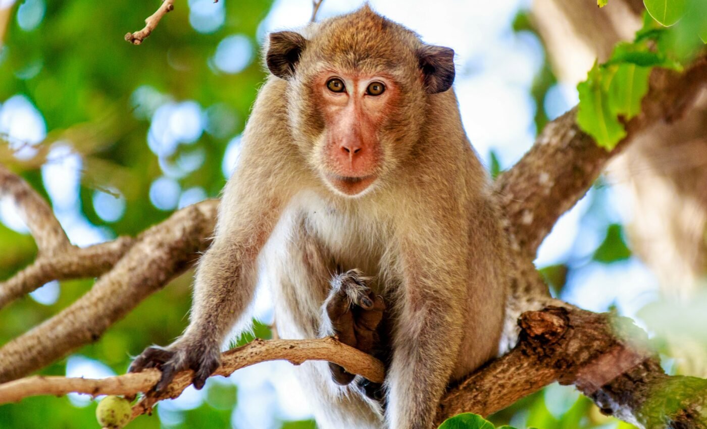 Another monkey virus could spill over to humans