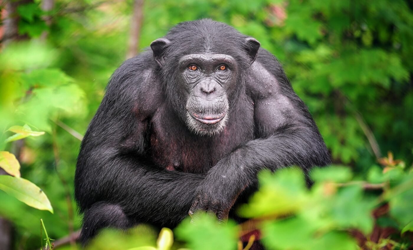 Chimpanzees and gorillas can form lasting relationships