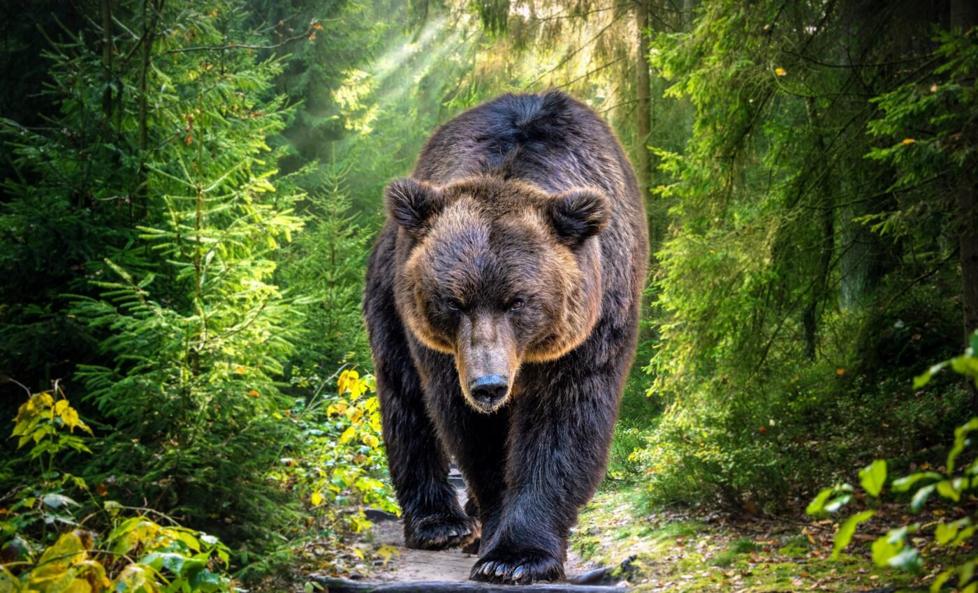 Bears are not carnivores, and they crave a healthy diet