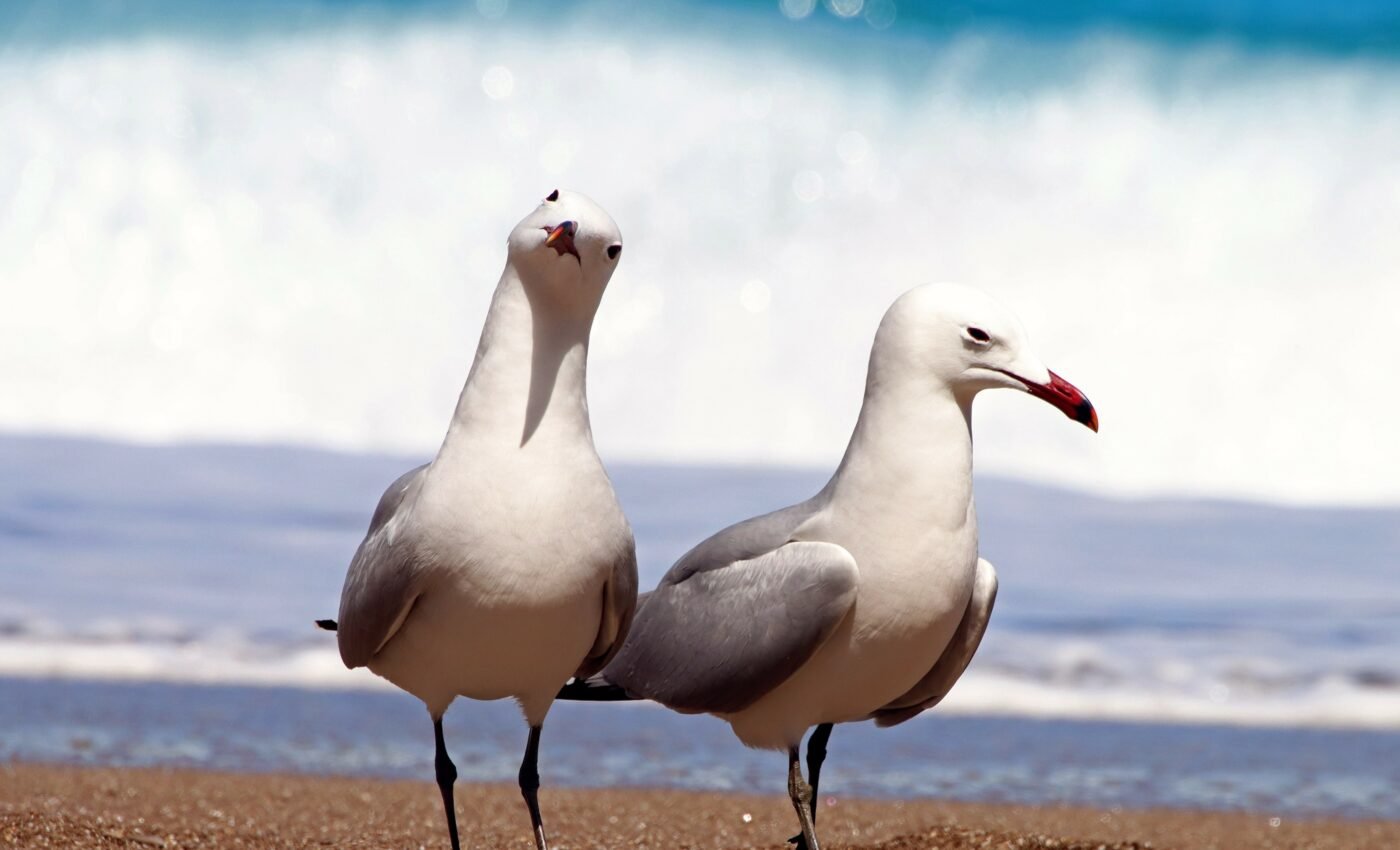 Even a tiny amount of oil can damage seabird feathers