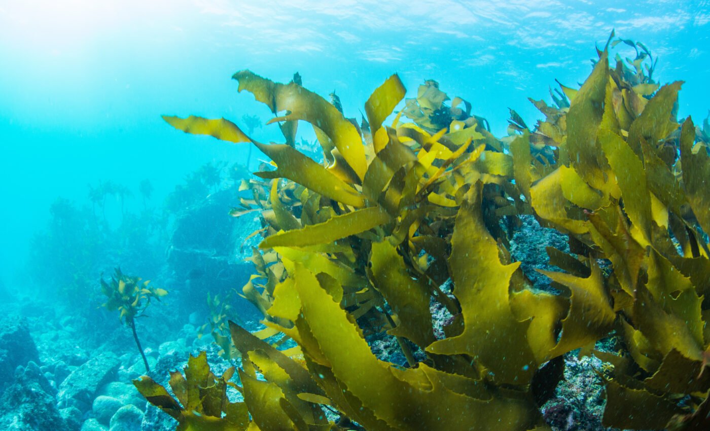 Seaweed-based battery may ultimately replace lithium
