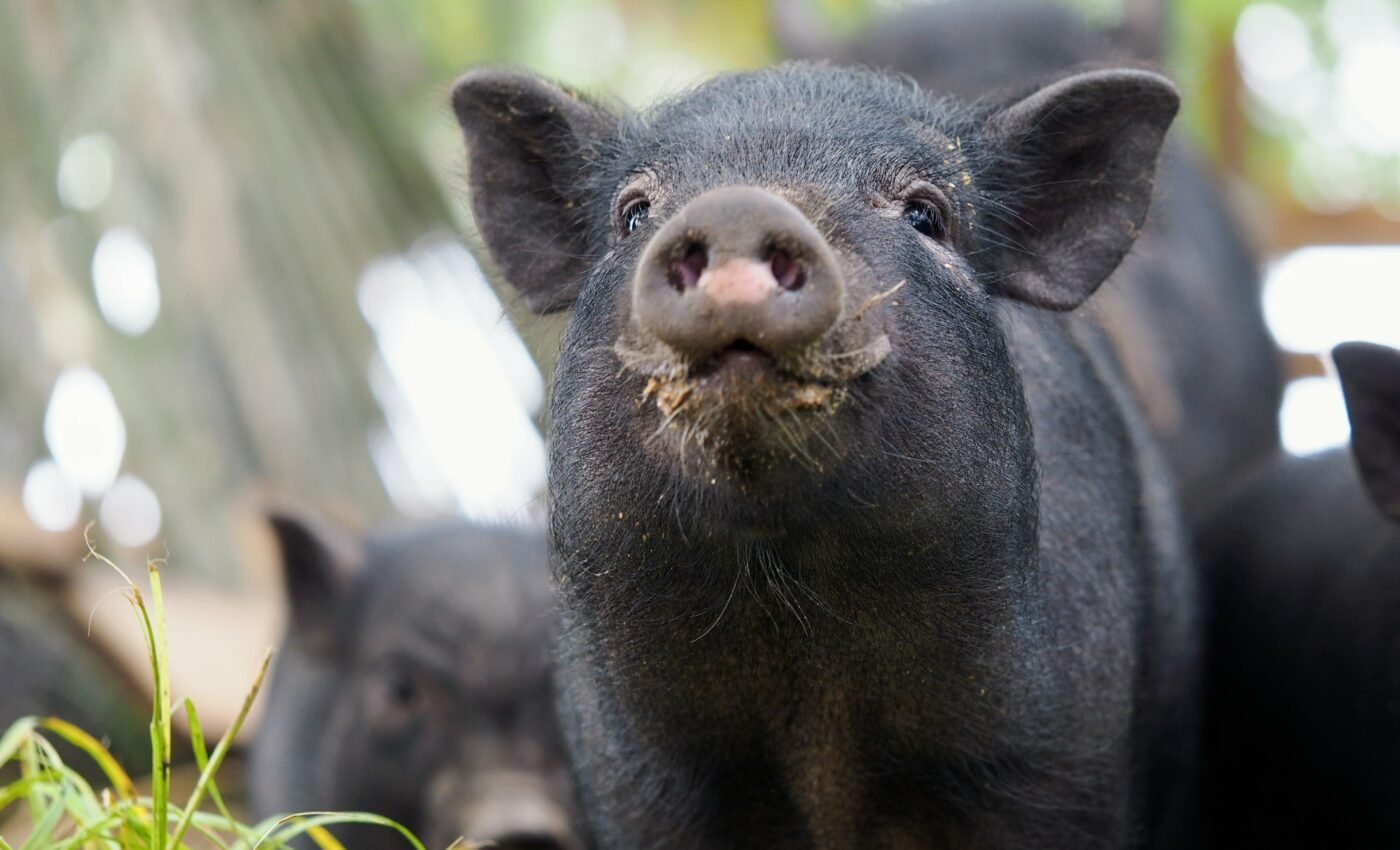 Tools are needed to control infectious animal diseases