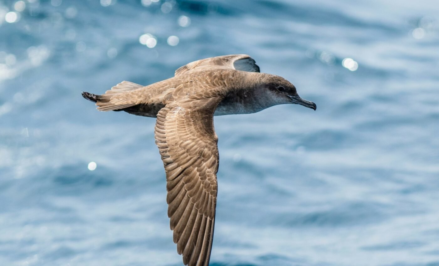 Some seabirds fly into the eye of the storm to survive