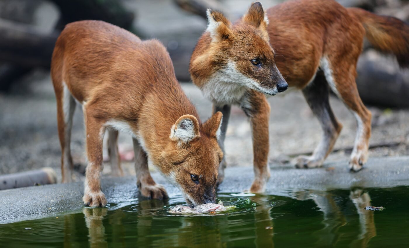 Rare wolves headed to South Carolina from Ohio
