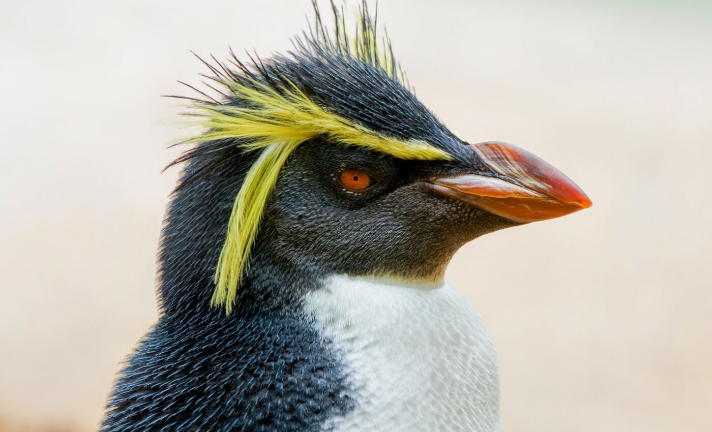 Enigmatic penguin lays two eggs but hatches only one