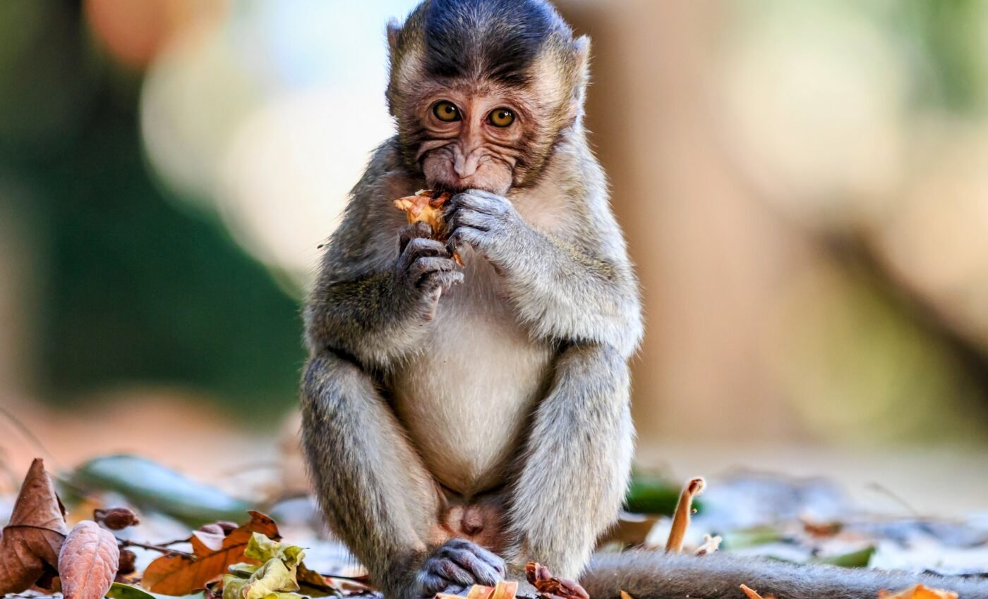 Monkeypox may be sexually transmitted in humans