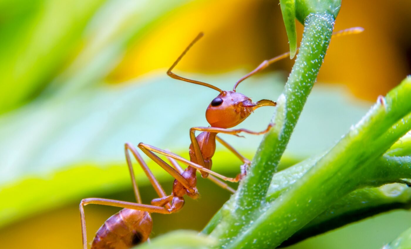 Lizards that eat fire ants develop greater immunity