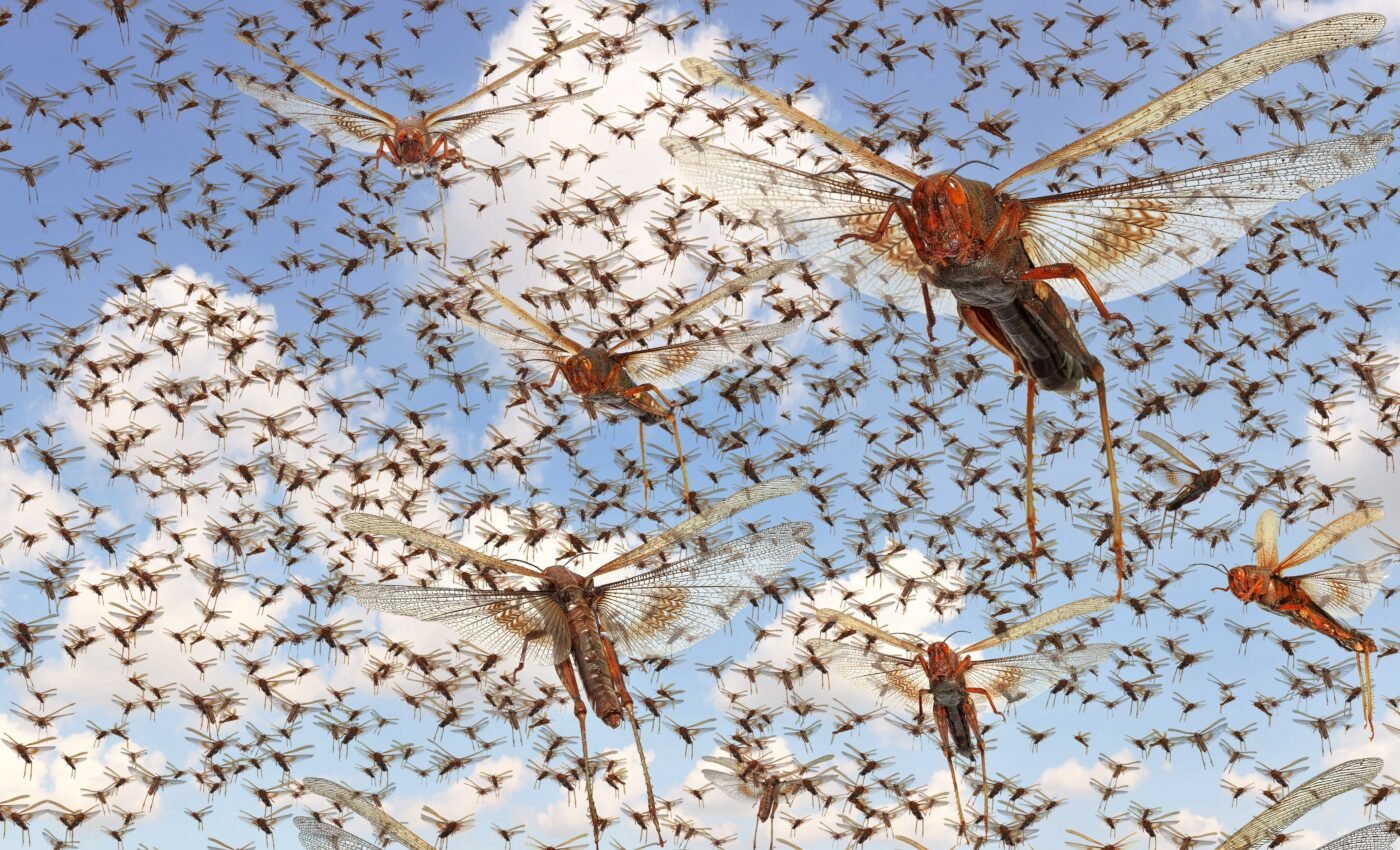 Insect swarms charge the atmosphere with static electricity