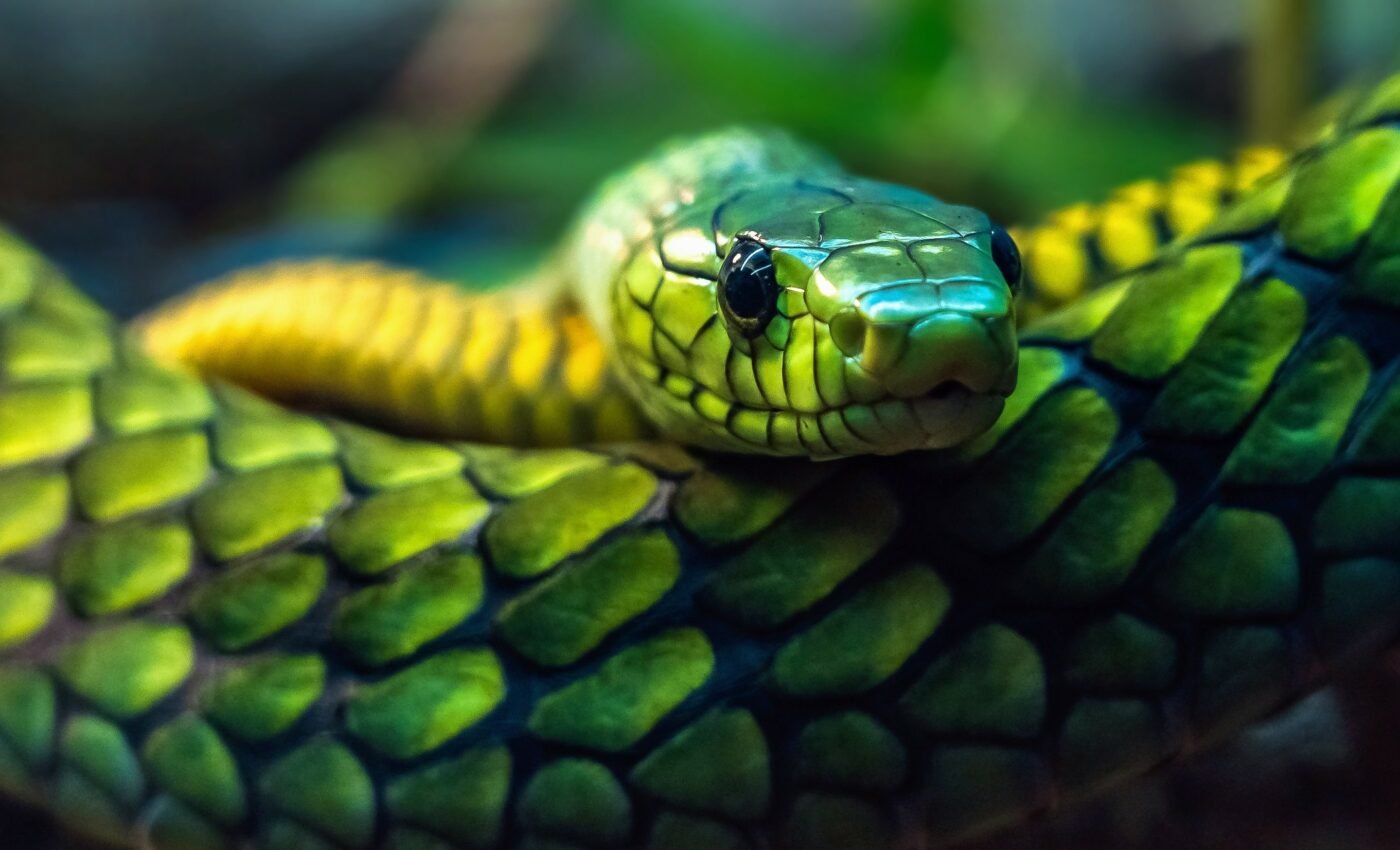 Snakebites caused over 63,000 deaths in 2019