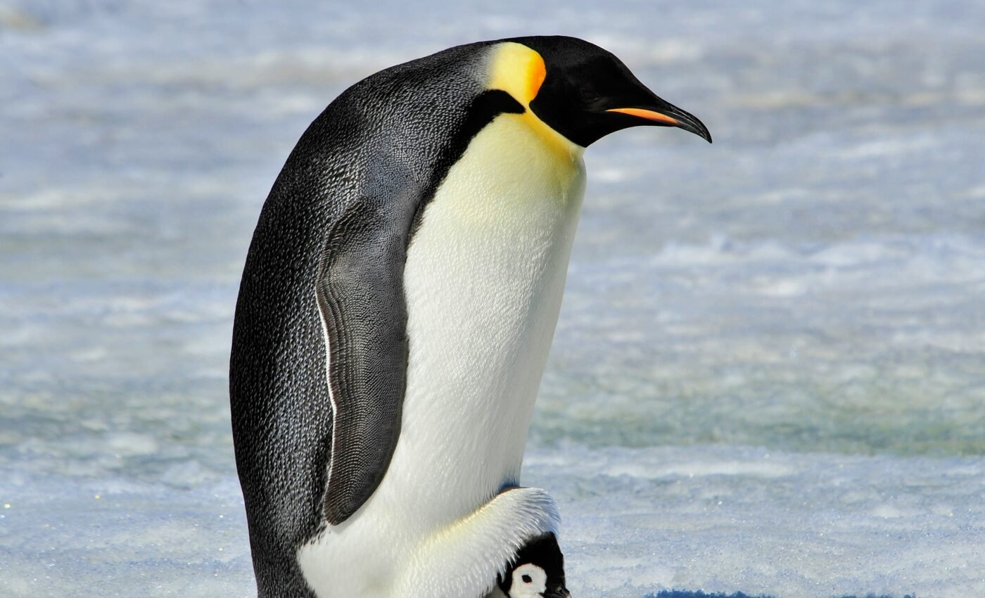 Antarctica’s emperor penguin officially listed as endangered