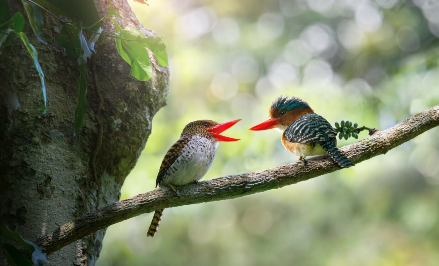 The presence of birds can improve mental health