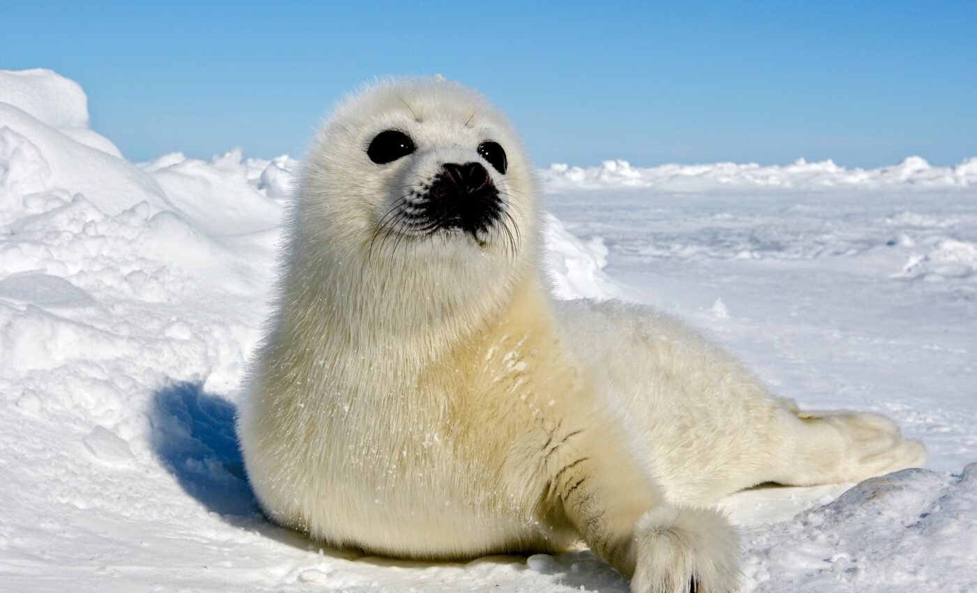 Seals can perceive rhythm early in life