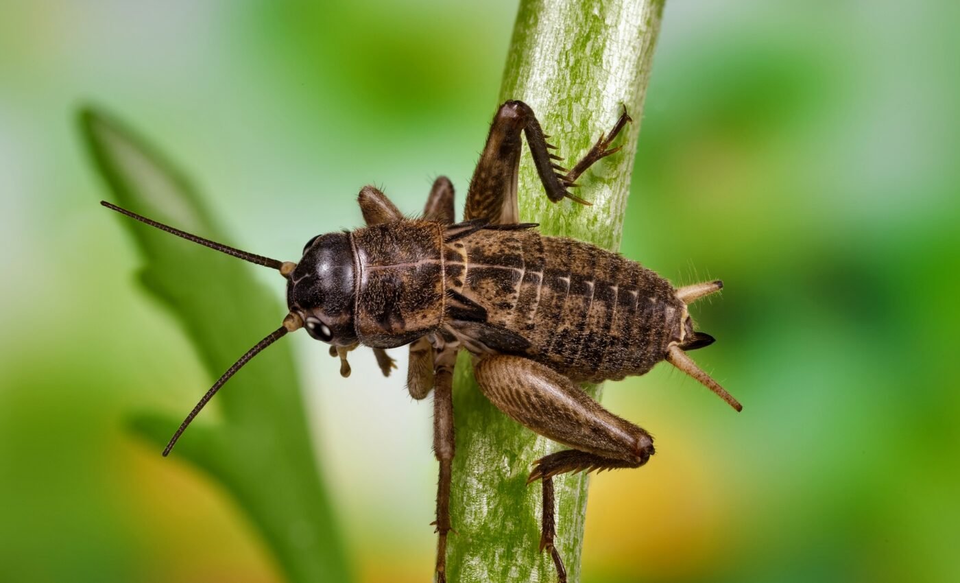 Insects play important roles in ecosystems