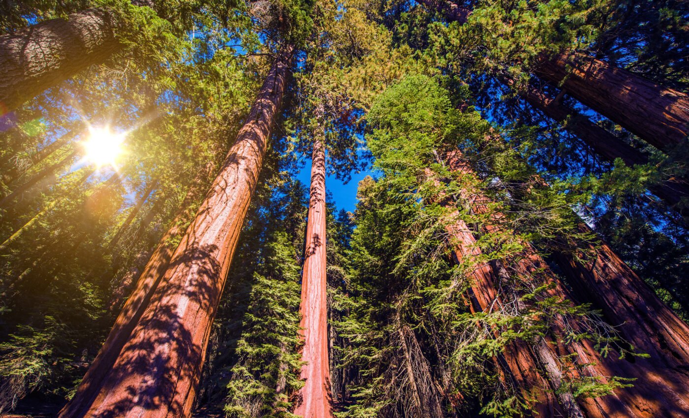 One third of Sierra Nevada forest wiped out by drought and fires