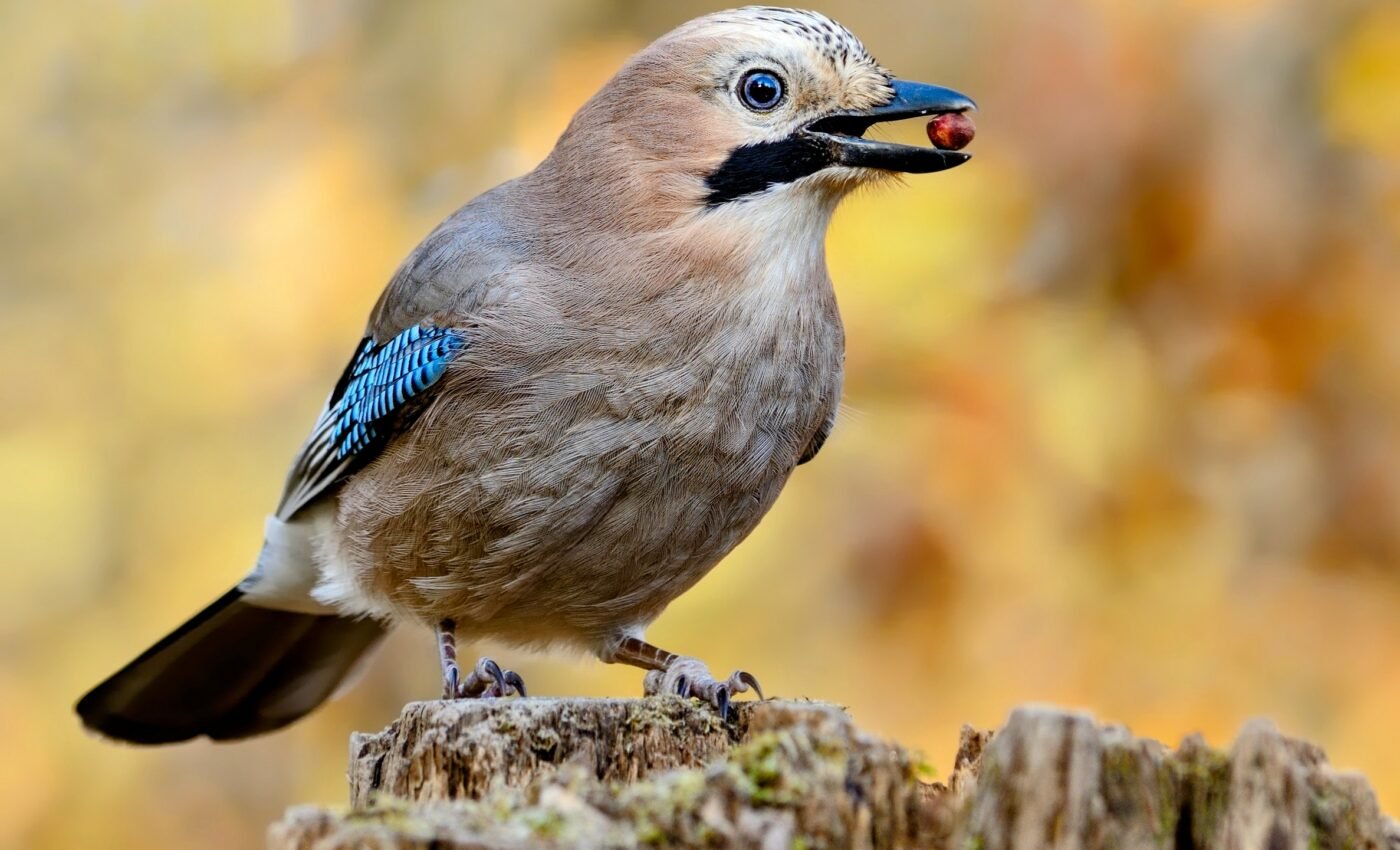 Jays with greater intelligence have more self-control