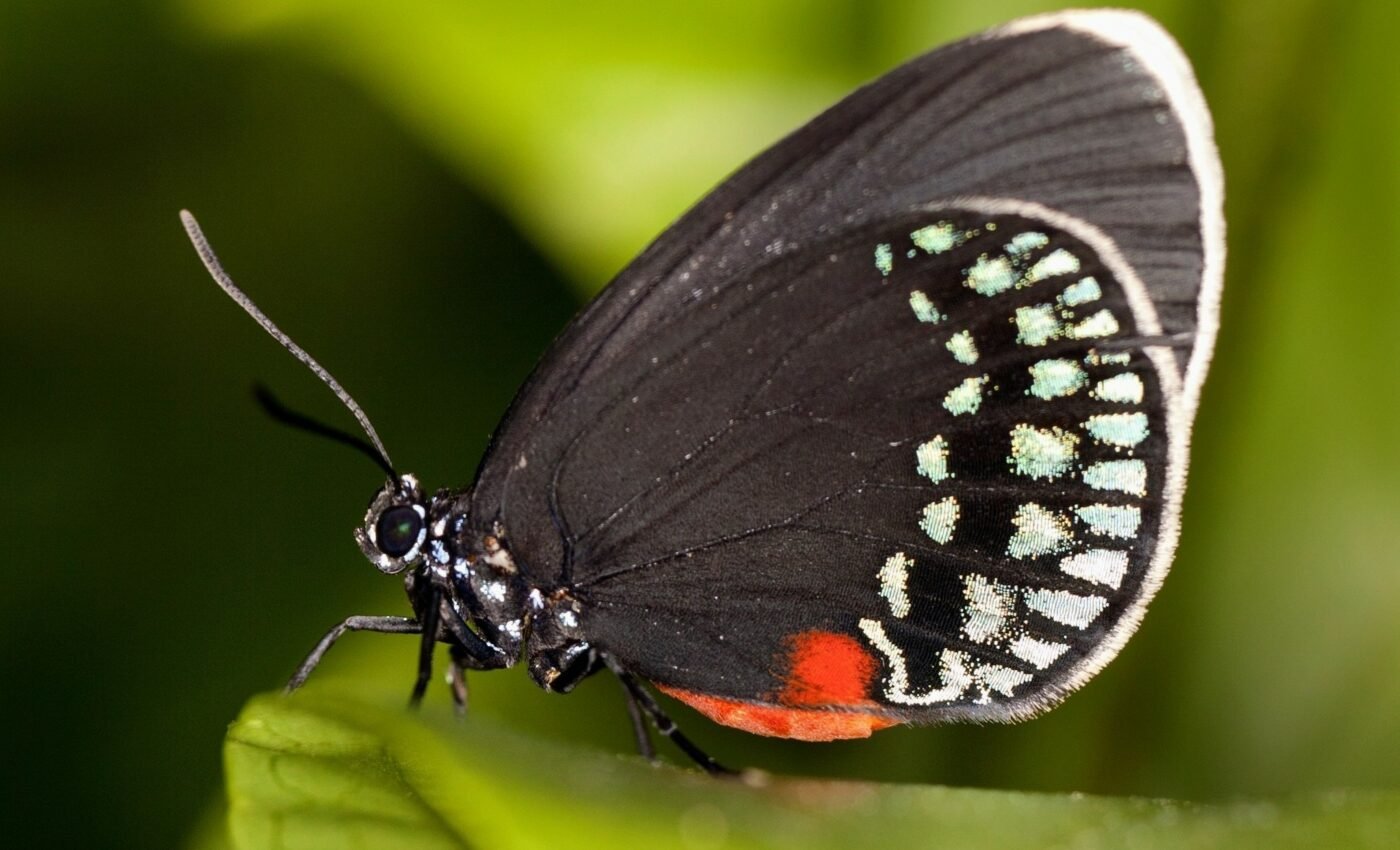 Atala butterflies have retained ancient wing patterns