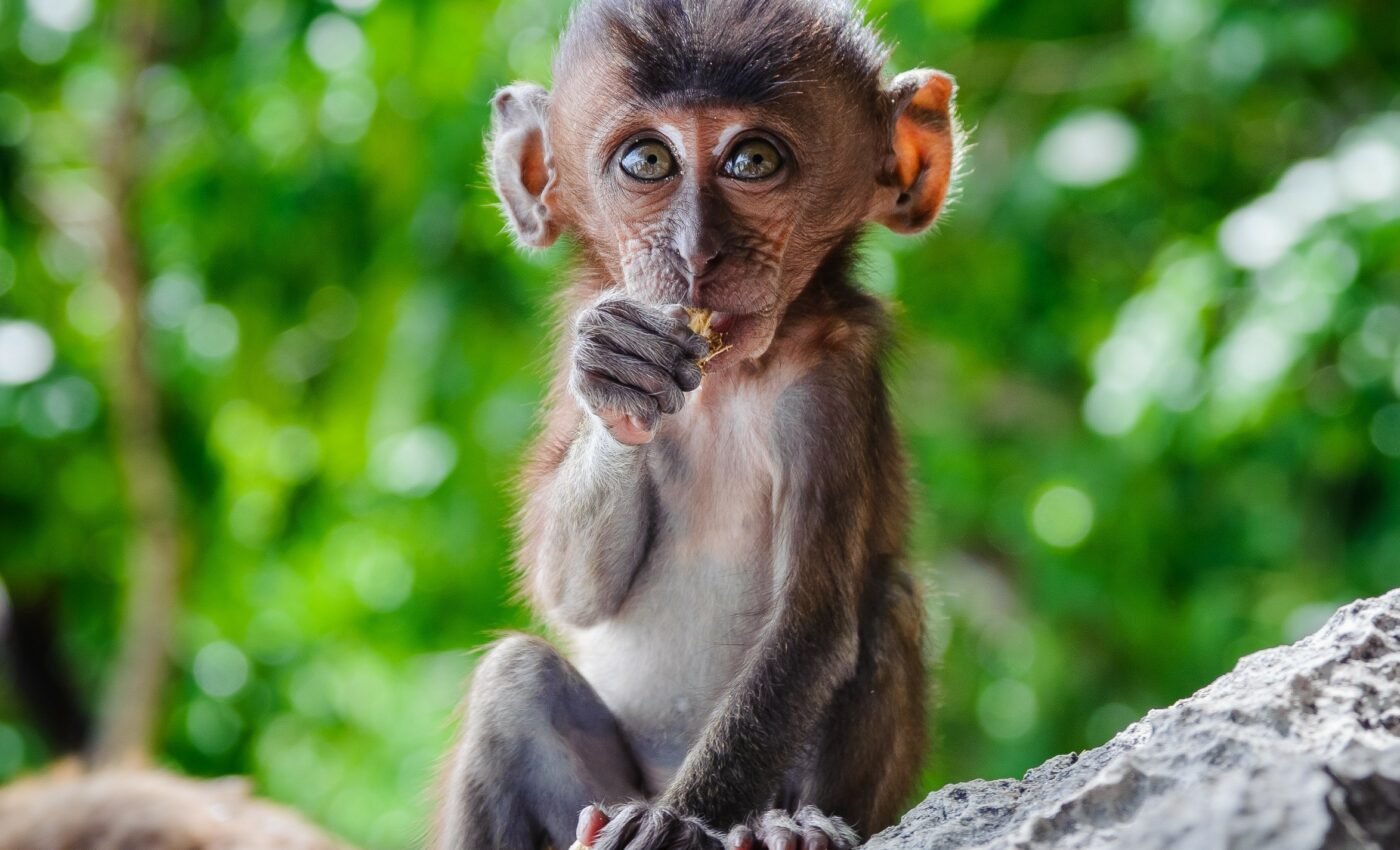 Obesity in pregnant monkeys impacts fetal immune cells