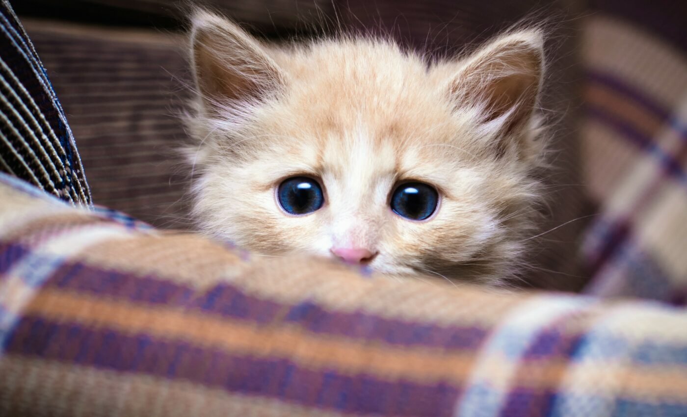 Kittens who socialize with humans are less fearful, aggressive