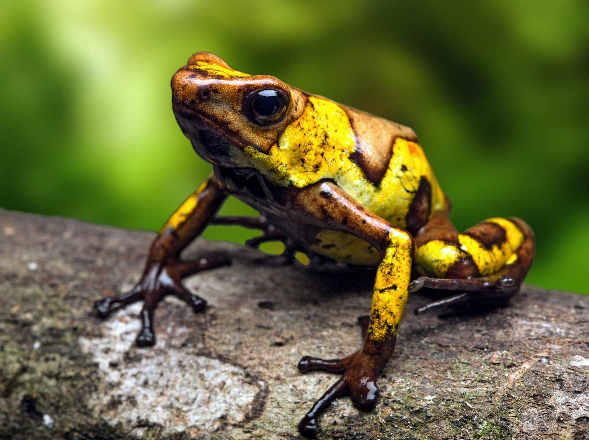 Dozens of frog species rediscovered in Ecuador