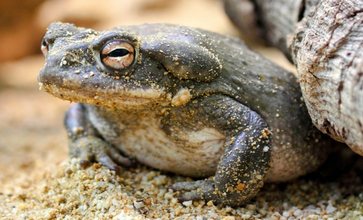 National Park Service warns of the dangers of licking toads