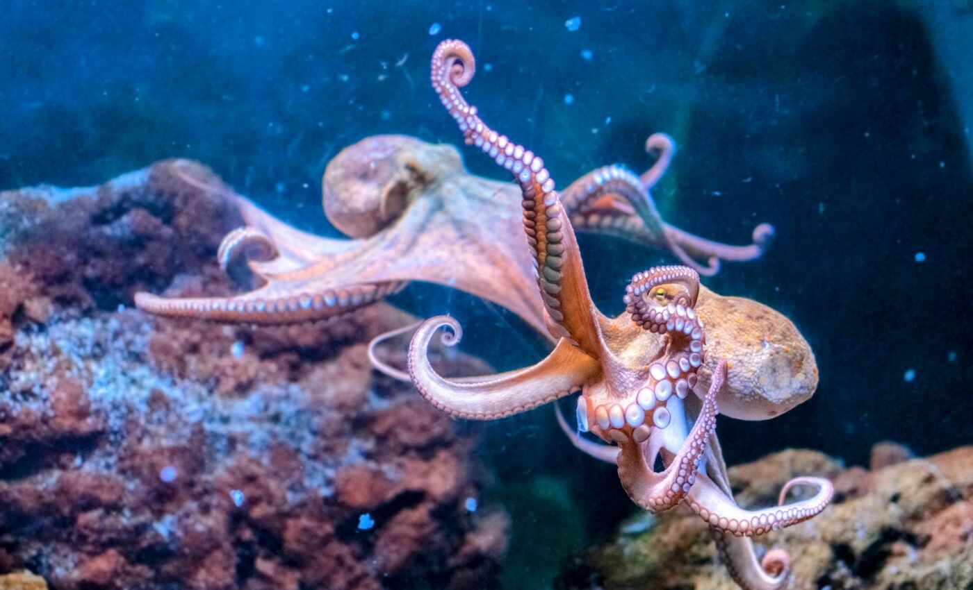 How did octopuses develop complex brains?