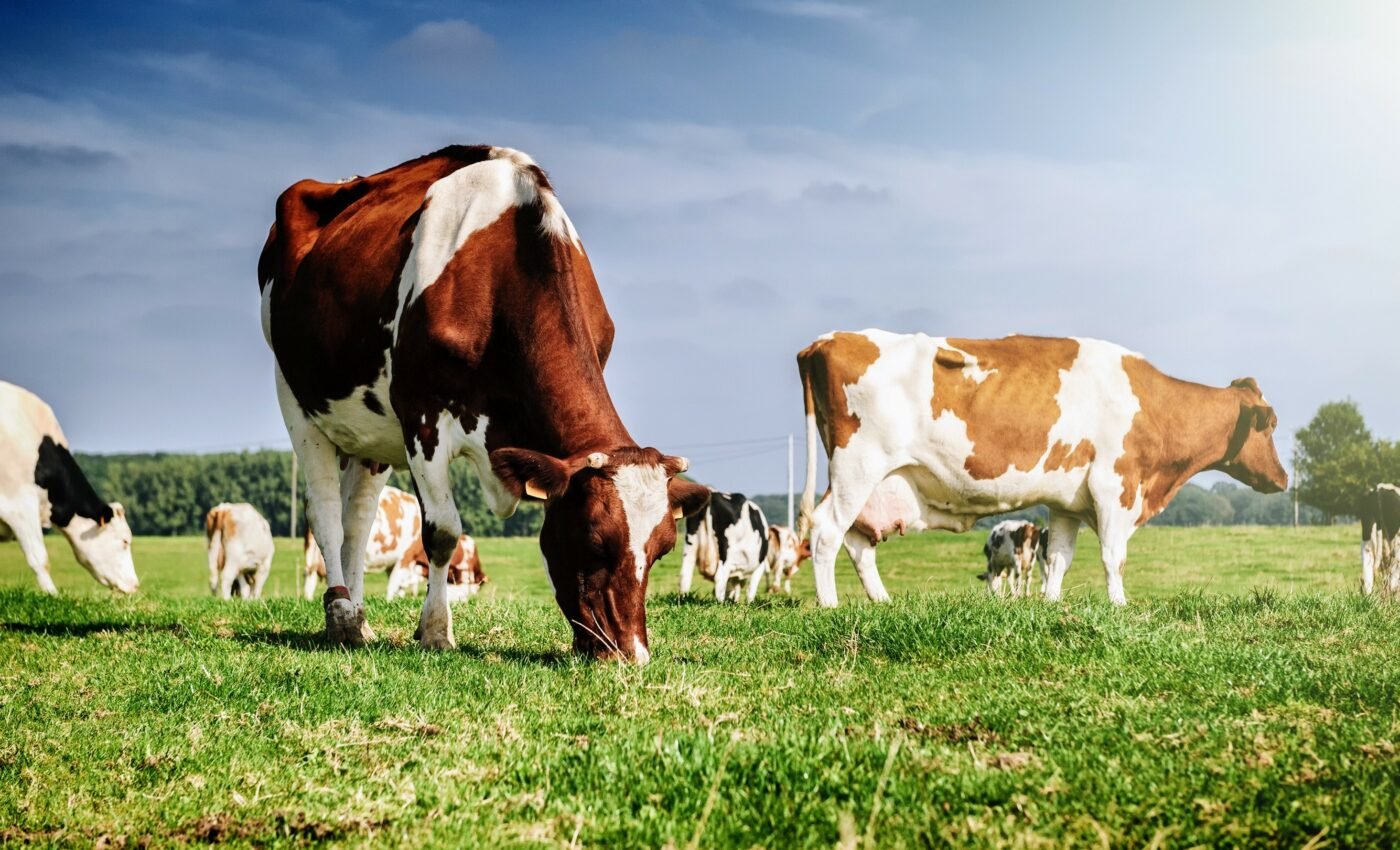 Cows are getting high from industrial hemp