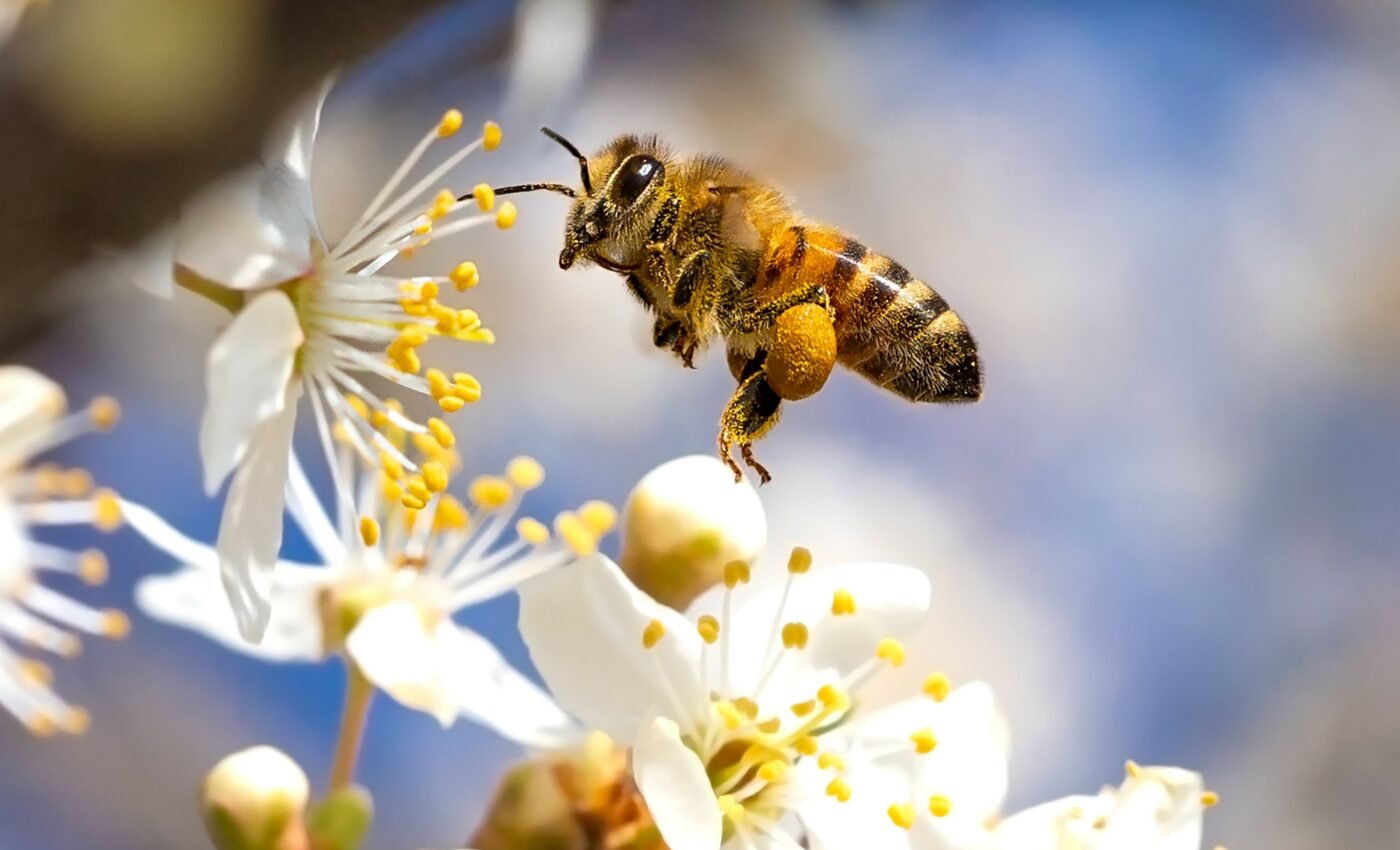 Honey bee lifespans are mysteriously declining