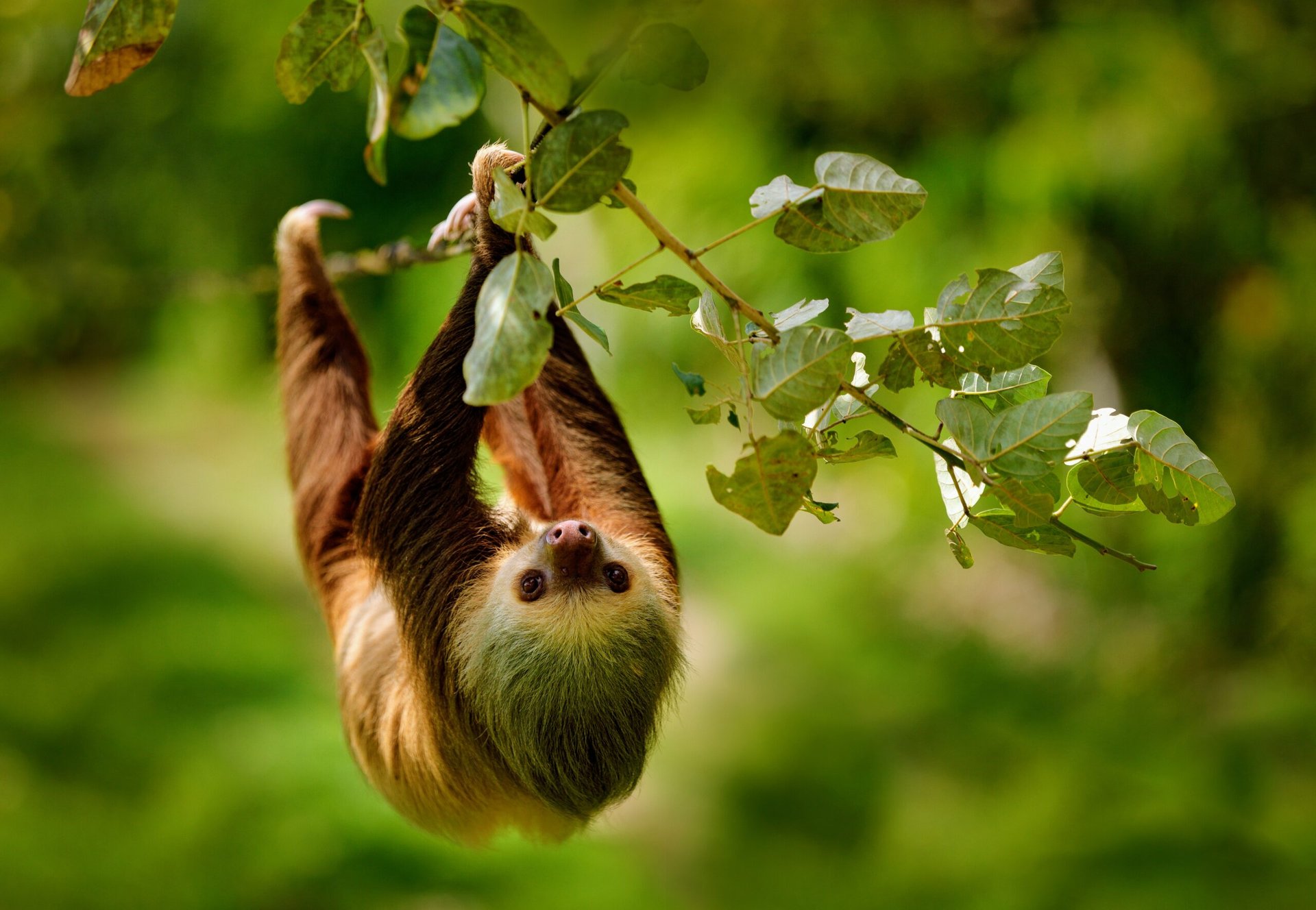 Animals in rainforests follow the same daily routines