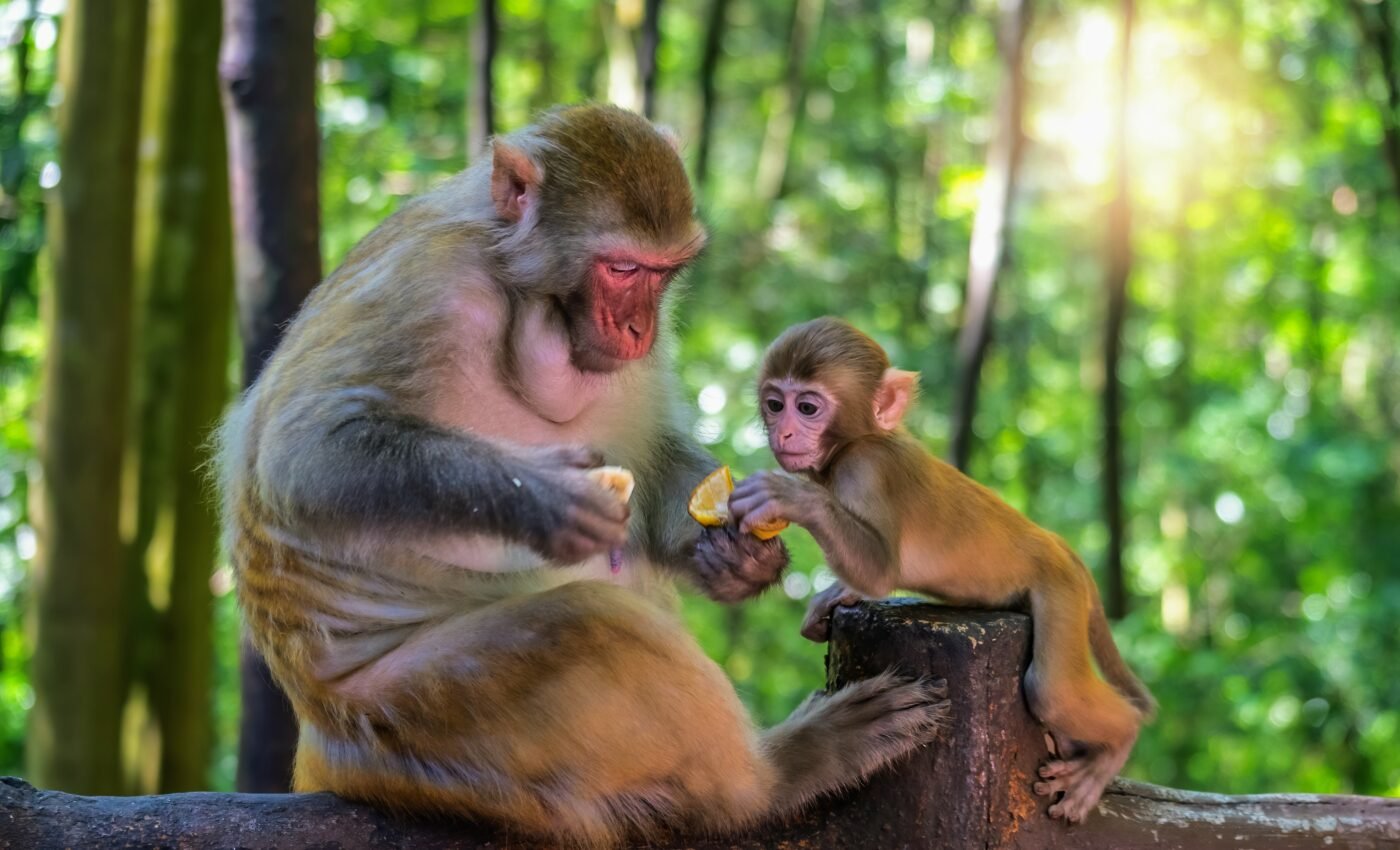 Aging monkeys focus more on meaningful relationships