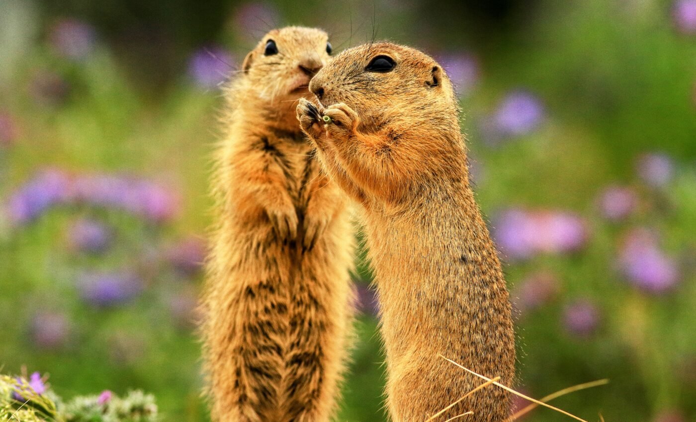 Climate change affects ground squirrels in unexpected ways