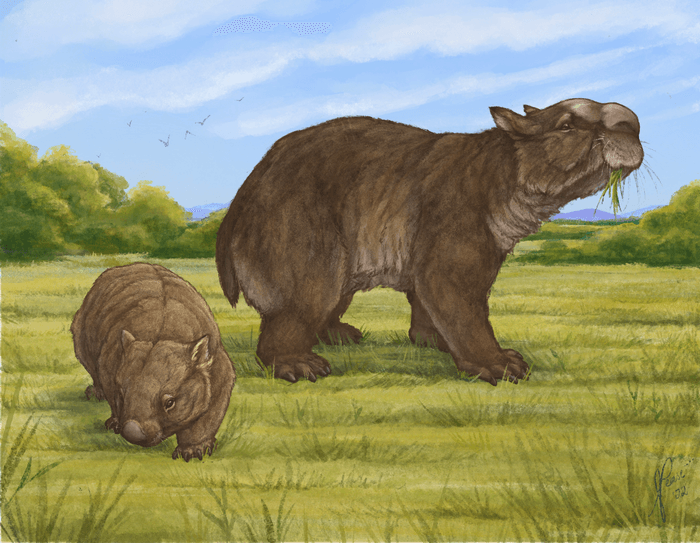 Fossil of sheep-sized giant wombat found in Queensland cave