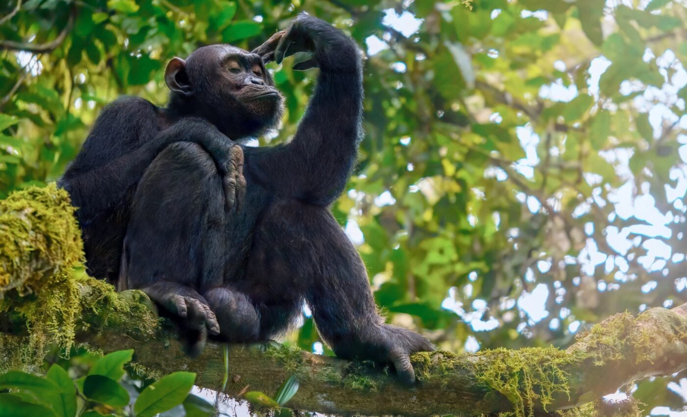 Early humans may have begun to stand upright in trees