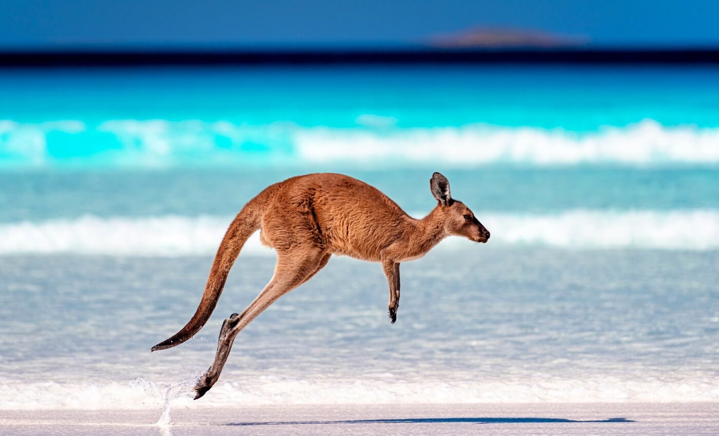 New study changes our understanding of mammal evolution