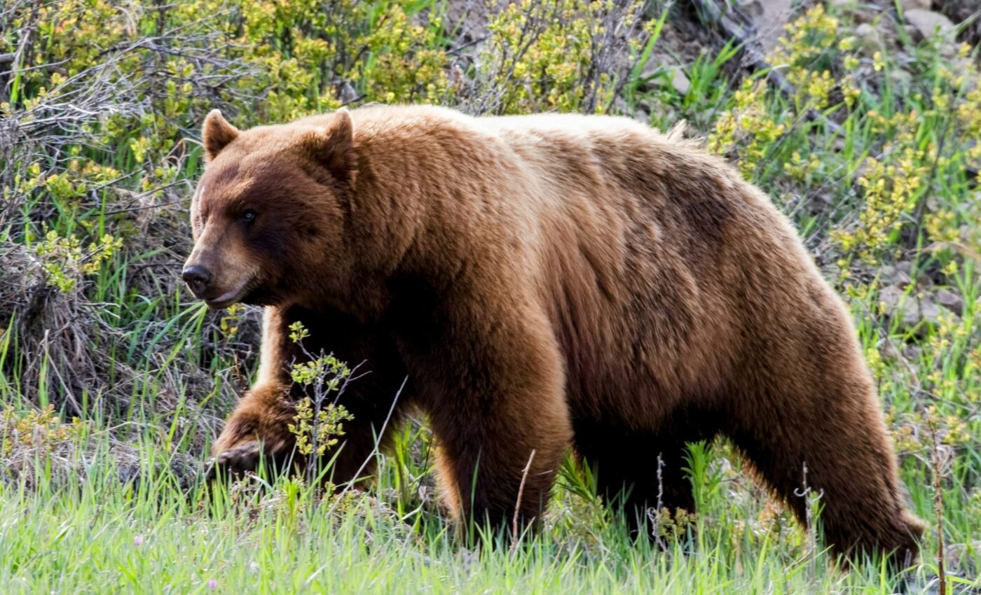 Why are some black bears actually brown?