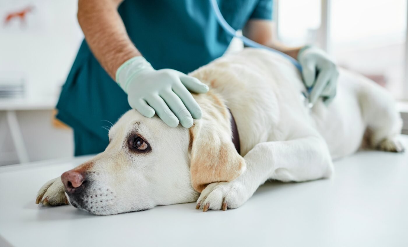 Dog flu outbreaks spiking across the US