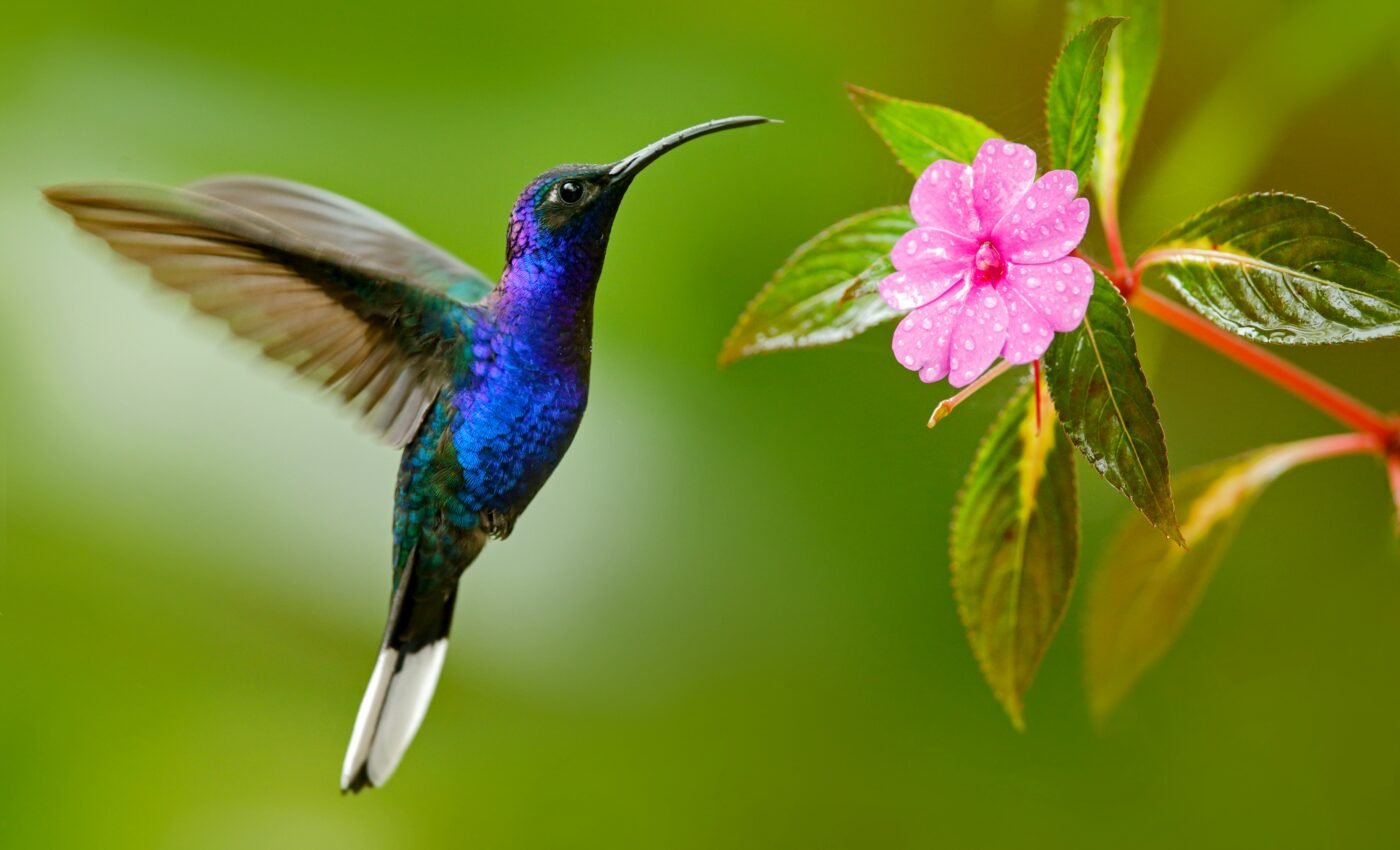 Hummingbird flight could be mimicked by aerial vehicles