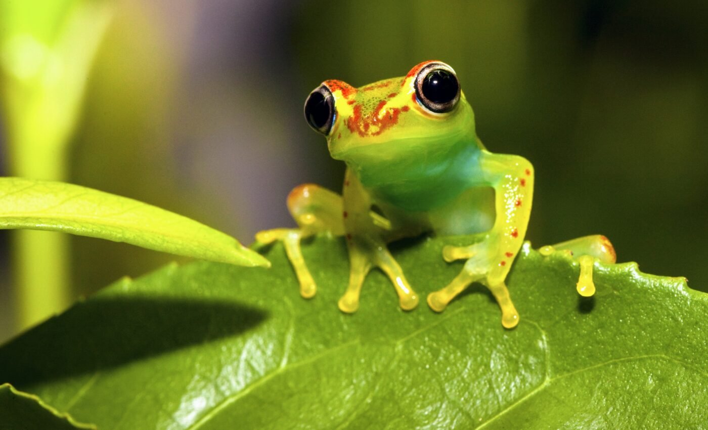 Twenty new species of frogs identified in Madagascar