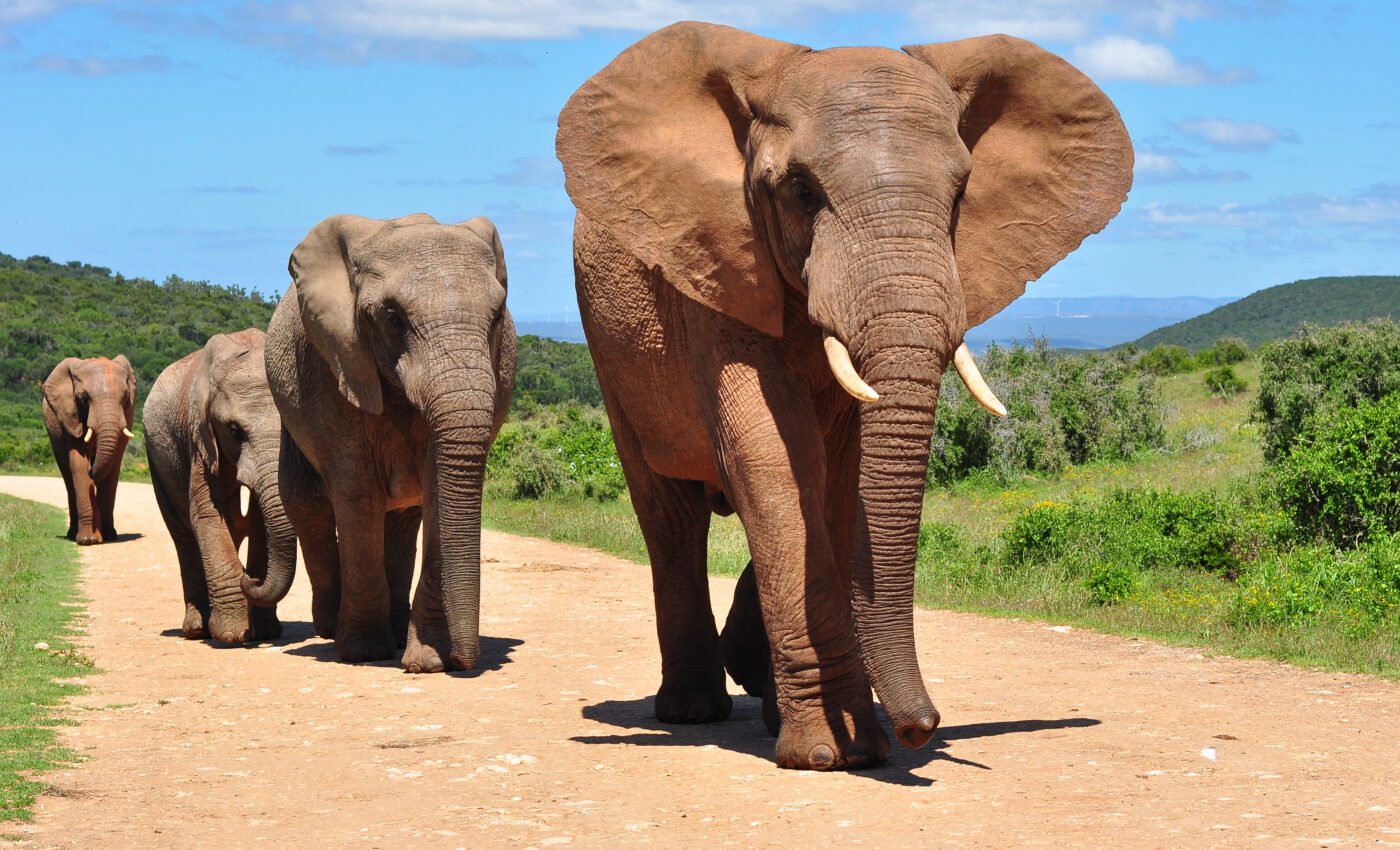 African elephants choose paths leading to their favorite food