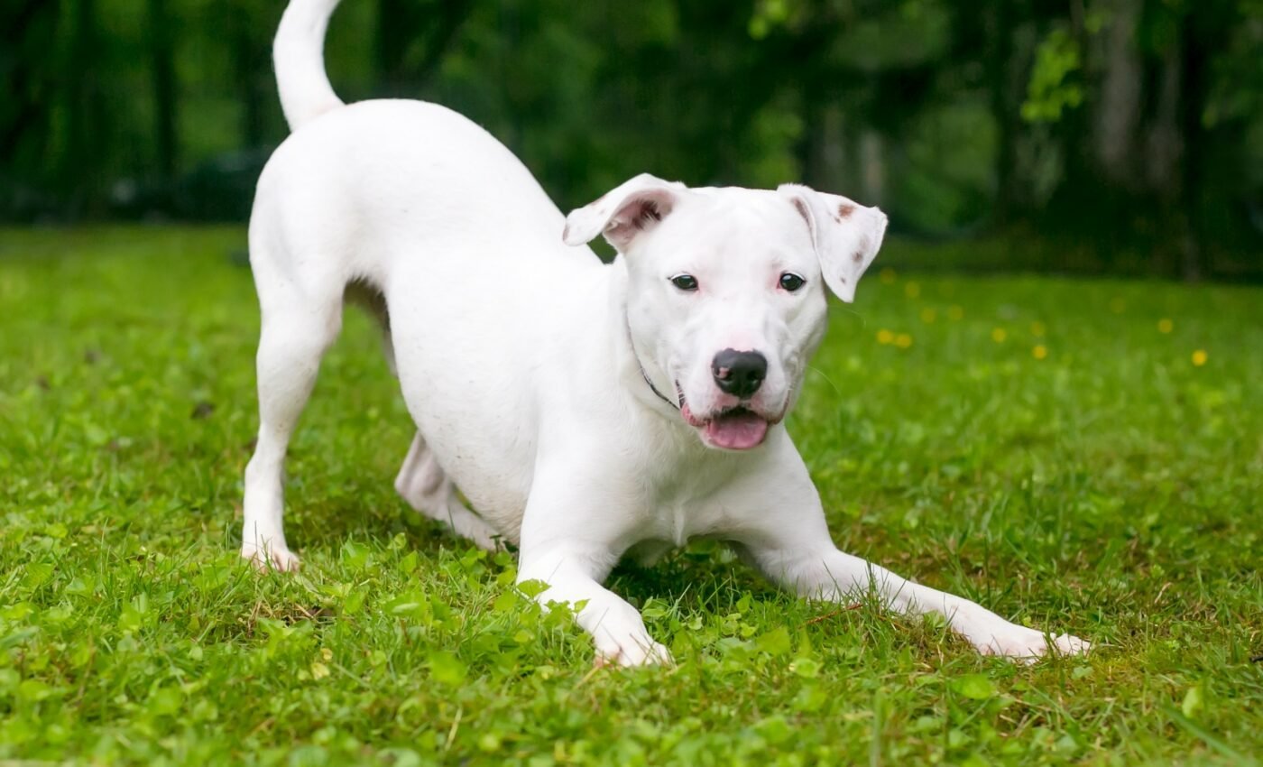 Epigenetic variation predicts behavior in dogs