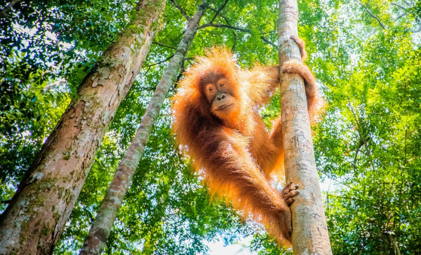 Orangutan communication uses consonants, like human speech