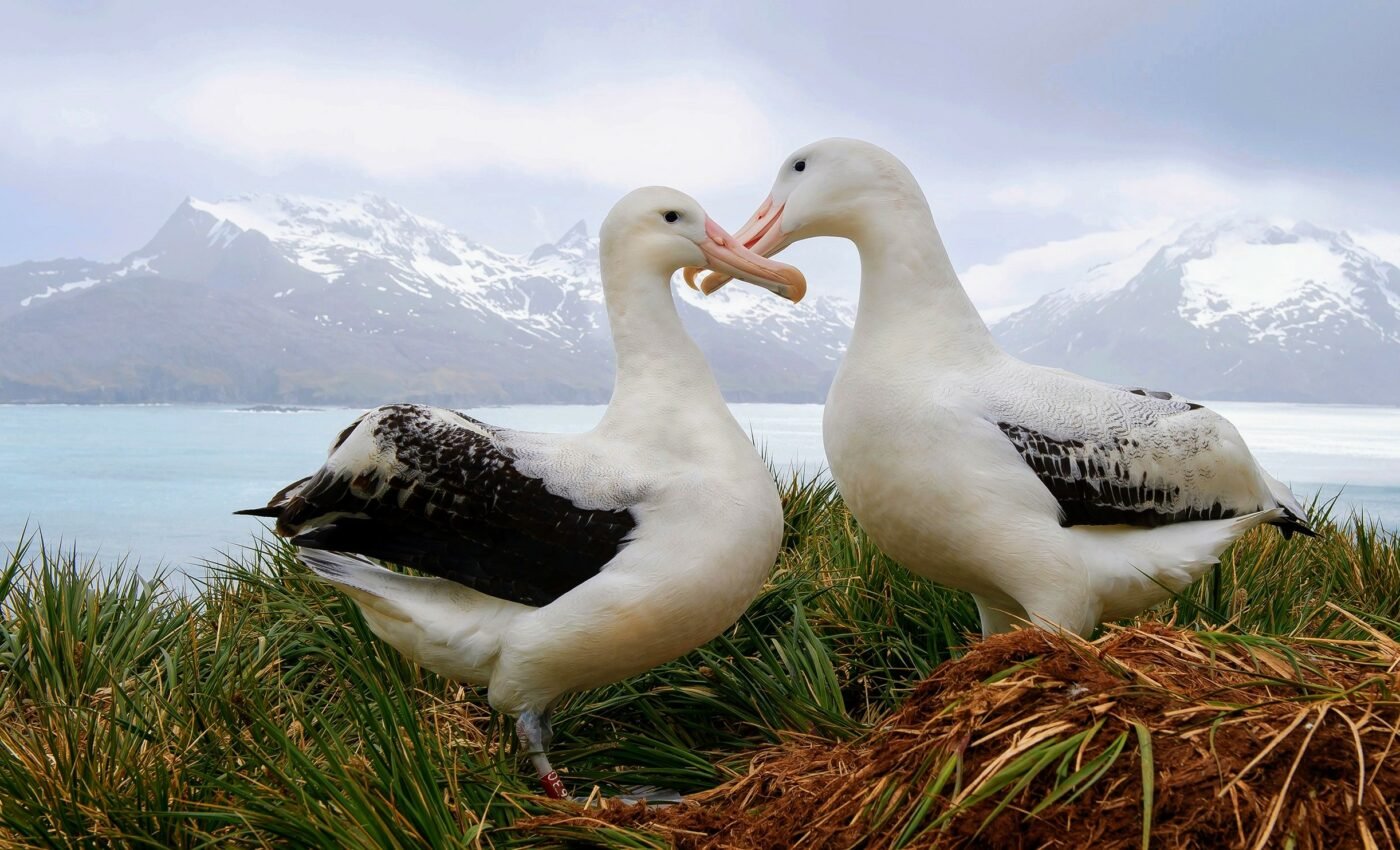 Albatrosses put their partners' needs before their own