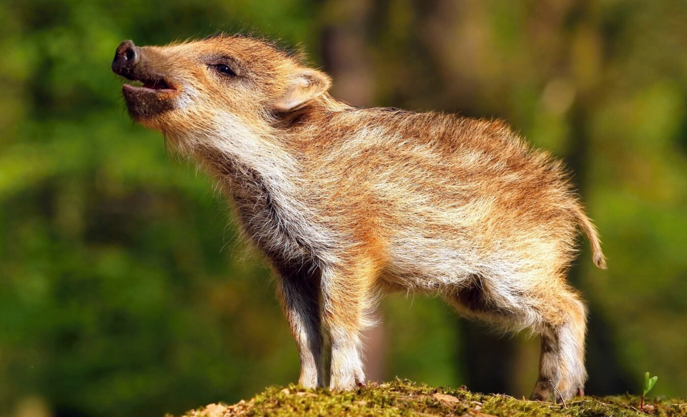 Empathetic humans are better at understanding animal sounds