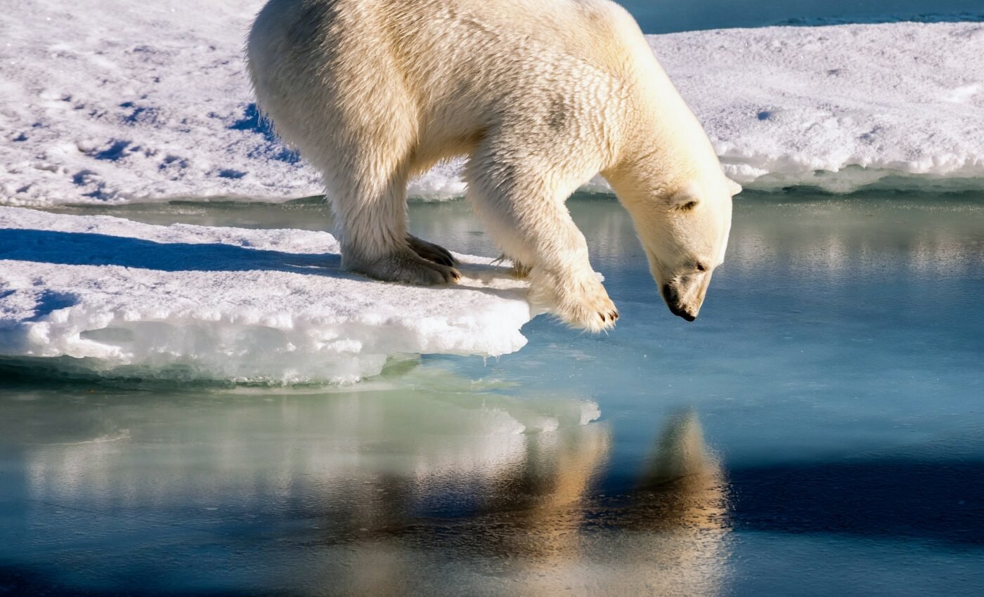 How do polar bears get traction on ice?