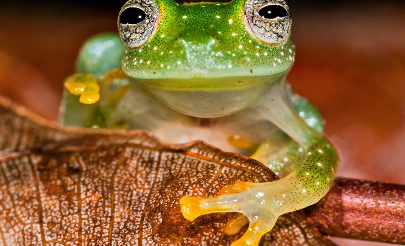 Glassfrogs achieve transparency by hiding their red blood cells